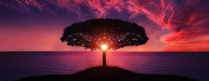 Kategorien Baum vor einem Sonnenuntergang