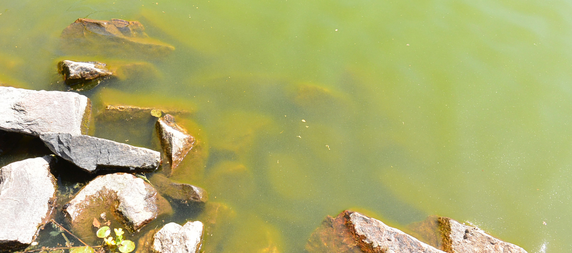 Wasser mit Blaualgen-Trübung