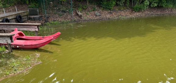 Postweiher: Noch mehr Blaualgen