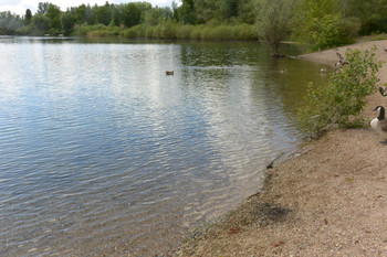 Der See ist für Wasservögle attraktiv