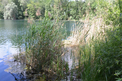 Dichtes Schilf am Ufer