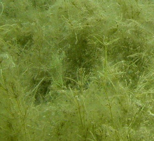 Sichttiefe des Wassers / Blaualgen