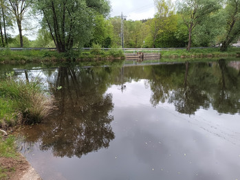 Bäume spiegeln sich im Wasser