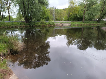 Bäume spiegeln sich im Wasser