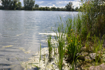 Pflanzen am Ufer in der Sonne