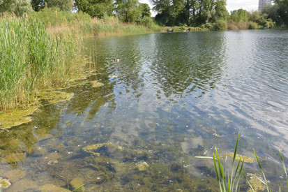 Das Ufer ist bewachsen