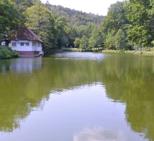 Badesee liegt idyllisch im Wald