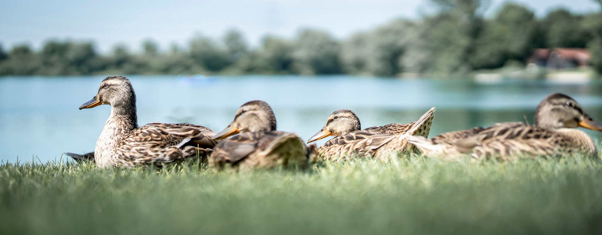 Enten am Seeufer