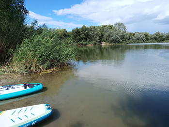 Schilf am Seeufer