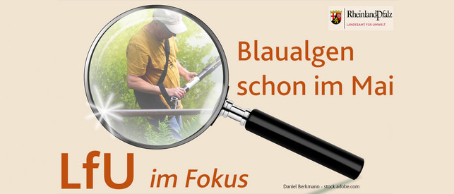 Blaualgen schon im Mai