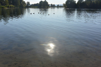 Enten auf dem See